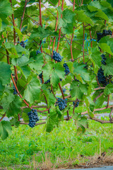 Naklejka premium Vibrant grapes hanging from lush vines in a sunlit vineyard during harvest season