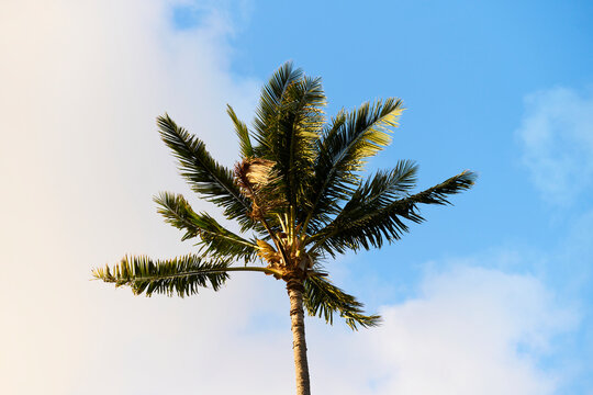 Palm tree with sunlit fronds against blue sky in Oahu Hawaii