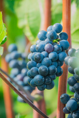 Naklejka premium Grapes hanging on the vine, glistening in the sunlight during a warm summer day