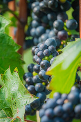Naklejka premium Grapes hang gently from the vine in a lush vineyard during a warm afternoon