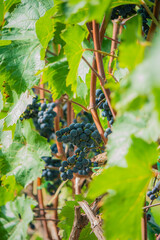 Naklejka premium Vibrant grape vines flourishing in sunlight during harvest season