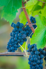 Naklejka premium Ripening clusters of dark blue grapes hanging on a vine in a sunny vineyard