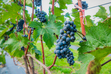 Naklejka premium Vibrant grape clusters hanging on lush vines during harvest season