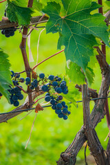 Naklejka premium Bunches of dark grapes hang from lush vines in a sunny vineyard setting