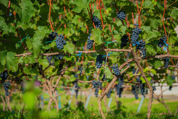 Naklejka premium Vibrant vineyard bursting with ripe grapes ready for harvest in the golden afternoon light