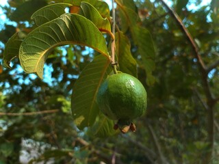 Unripe green guava fruit hanging on a tree branch with textured leaves illuminated by bright morning sunlight against a blue sky. © LynnaLhy