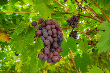 Naklejka premium Vibrant grapes hanging from lush green vines under warm sunlight