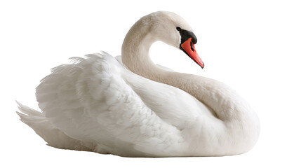 Graceful white mute swan resting with elegant curved neck and orange beak © dominica