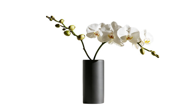 Elegant white moth orchid flowers in a minimalist matte black cylindrical vase