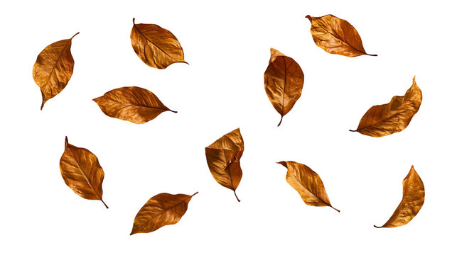 Dried brown autumn leaves scattered in various shapes and positions