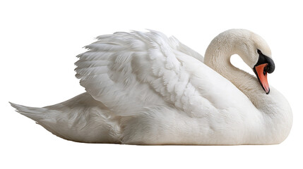 Elegant white mute swan with arched neck and soft plumage © dominica