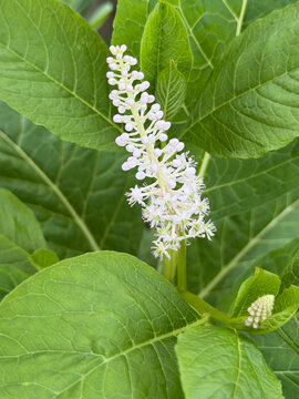 American pokeweed (Phytolacca americana) &mdash; white‑pink flower spike