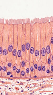 Microscopic view of ciliated pseudostratified columnar epithelium with goblet cells science histology medical research