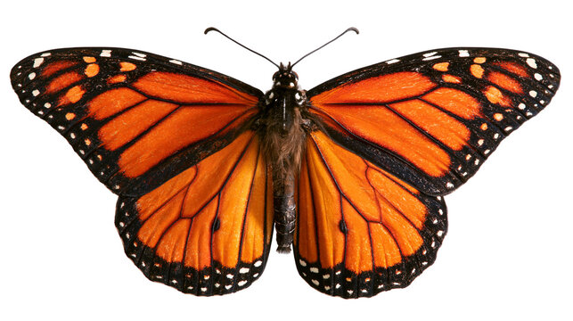 Monarch butterfly with vibrant orange and black patterned wings