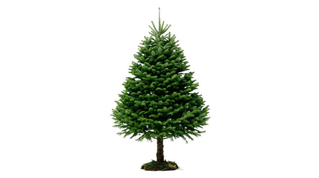Green pine tree, fir tree
