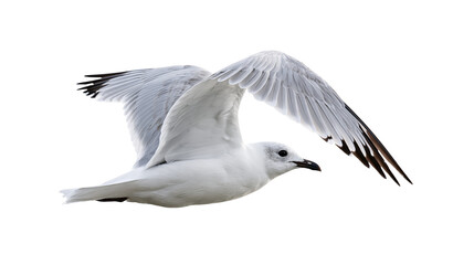 Flying white seagull with grey wings and black wingtips in mid-air © darietta