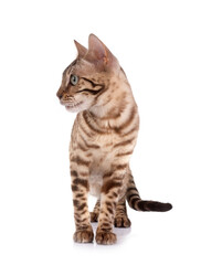 bengal in studio © cynoclub
