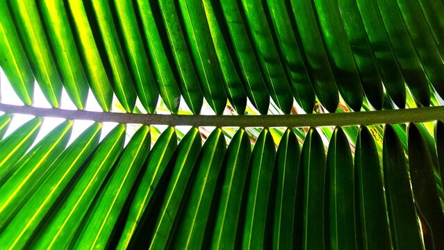 Vibrant green palm fronds illuminated by sunlight, highlighting the parallel leaflets, natural textures, and intricate foliage patterns
