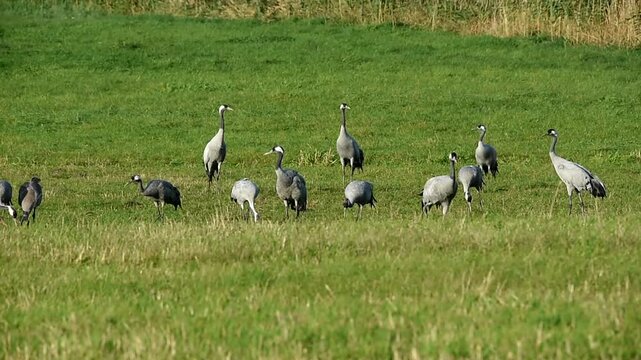 Kraniche fressen auf einer Wiese am G&uuml;nzer See