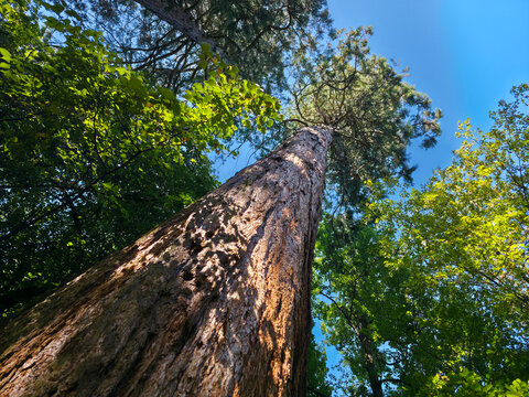 germany, enchanting welzheim forest with towering ancient giant sequoia trees illuminated by warm summer sunlight and lush greenery