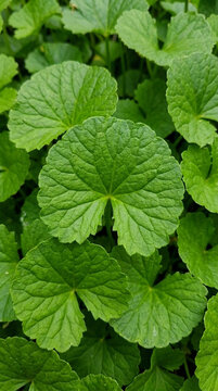Close up of lush green gotu kola leaves a medicinal herb with intricate vein patterns healthy plant background