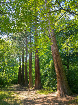 germany, majestic ancient giant sequoia trees in welzheim forest glowing with magical summer sunlight through lush green foliage