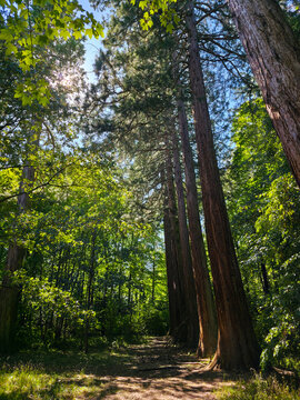 germany, serene summer forest scene in welzheim featuring enormous ancient giant sequoia trees and beautiful rays of sunlight