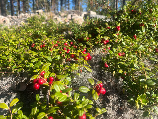 Red Lingonberries Growing in Scandinavian Forest © Robin