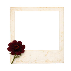 Fototapeta premium PNG Vintage frame with red flower