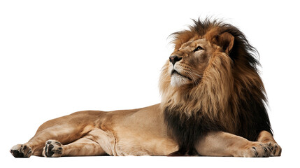 Majestic male lion with thick dark mane lying down looking up © Clementine