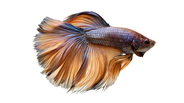 Metallic copper and blue halfmoon betta fish with flowing long fins