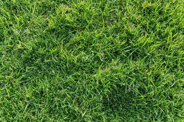 Naklejka premium The Grass Field Closeup of Lush Green Turf and Textured Blades