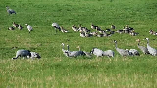 Kraniche und Graug&auml;nse auf einer Wiese