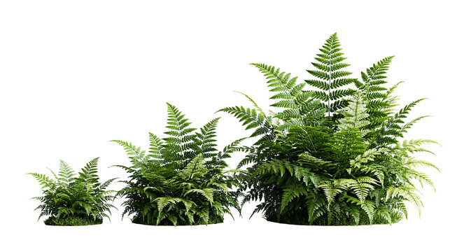 Three lush green fern plants of varying sizes with detailed fronds