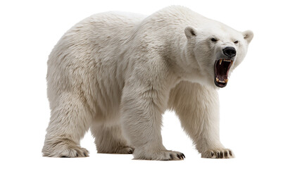 Aggressive polar bear with open mouth showing teeth and thick white fur © Clementine
