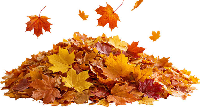 Large pile of colorful autumn maple leaves with falling foliage