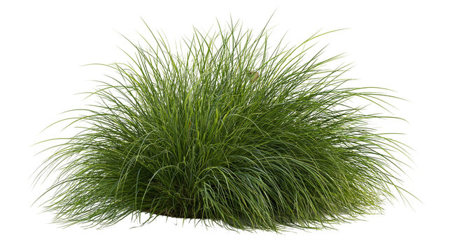 Lush green ornamental grass clump with long thin blades