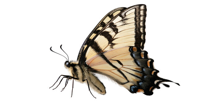 Eastern tiger swallowtail butterfly with yellow and black striped wings