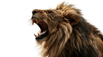 Ferocious male lion roaring with open mouth showing sharp teeth and thick mane © Clementine