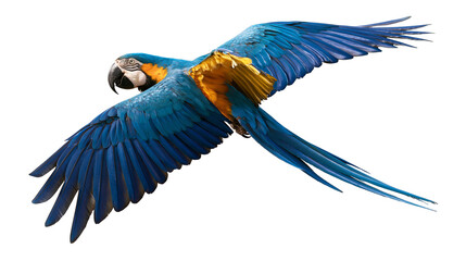 Blue and yellow macaw parrot flying with wings spread wide © Clementine