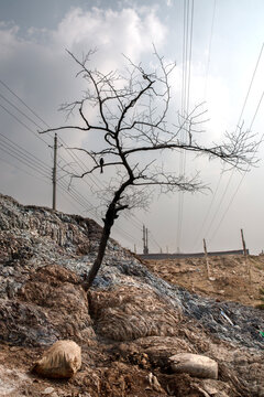 Bare tree rising from a hillside of leather waste and shavings with a crow and power lines under a cloudy sky, Hazaribagh, Bangladesh