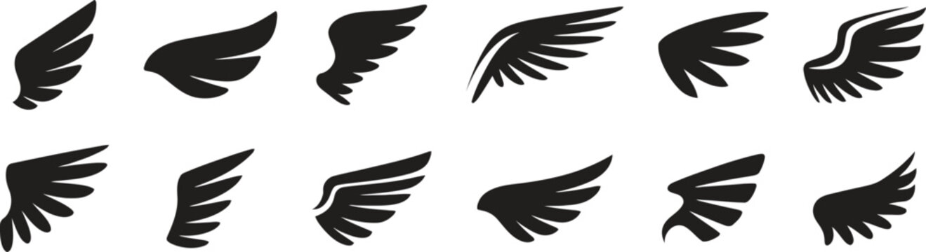 Eagle wings collection showcasing diverse feather patterns and angles for nature illustration or wildlife education materials