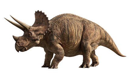 Triceratops dinosaur with textured brown skin and three horns on its head © Lysander