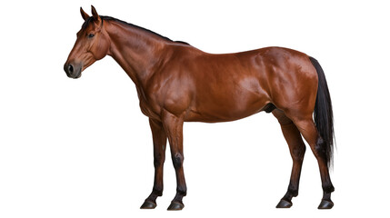Fototapeta premium Muscular bay horse standing in profile with dark mane and tail