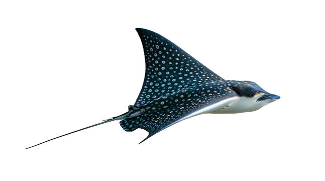 Spotted eagle ray swimming with long tail and dark patterned skin