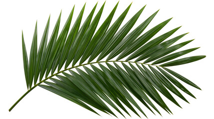 Single lush green palm leaf with long pointed leaflets © Lysander