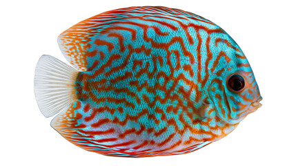 Vibrant turquoise and orange patterned discus fish with translucent tail fin © Lysander