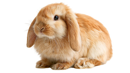 Fluffy ginger lop-eared rabbit sitting and looking forward © Lysander