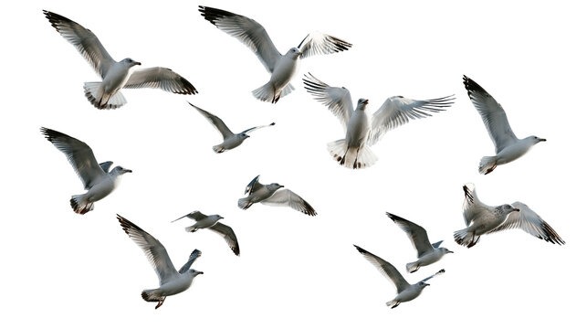 Flock of seagulls flying with wings spread in various positions