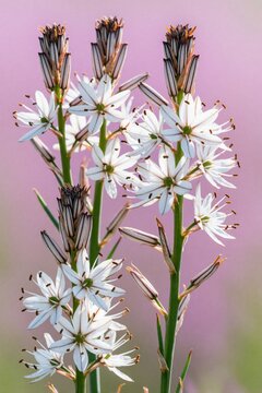Close up of white asphodelus fistulosus flowers blooming in spring. Wild hollow stemmed asphodel plants grow in mediterranean garden. Delicate white blossoms with dark details stand against soft